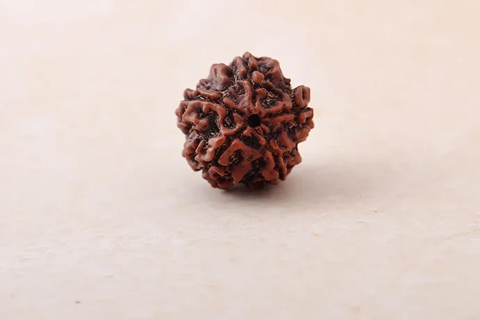 5 Mukhi Rudraksha Single Bead